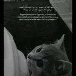 هلا 1
