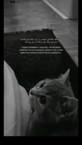 هلا 1