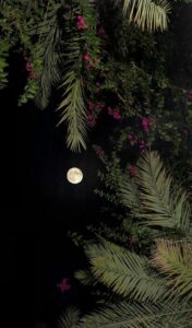 خلفيات 1