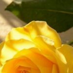 مشروع بدون اي دفع مسبق 2
