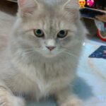 لمتنا الحلوة 2
