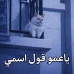 انا مصري 1