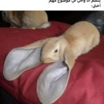 رغي الصحاب 2