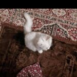 لـــ يـطـمـئـن قـلبـڪ 1