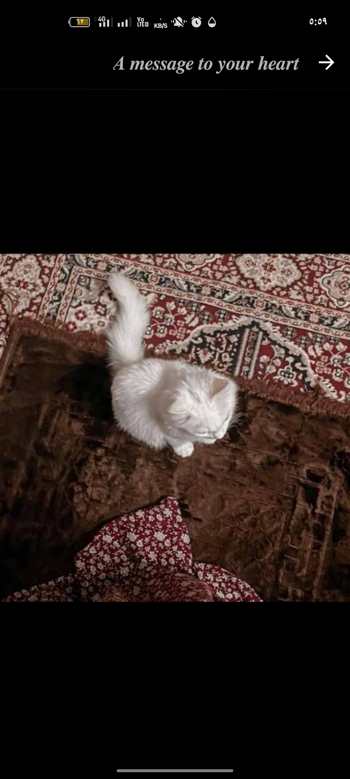 لـــ يـطـمـئـن قـلبـڪ 1