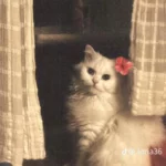 سواليف عربية 1