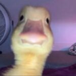 مجتمع نوفـــا 1