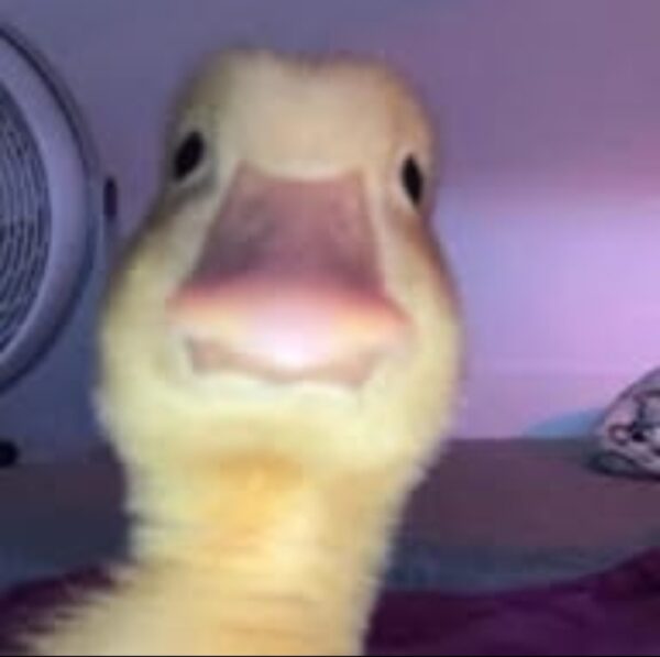 مجتمع نوفـــا 1