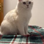 محبي القطط في ألمانيا وحول العالم cat lovers 1