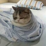 اسأل وانا افتي 1